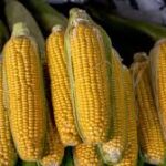Is Corn Good For Diabetes