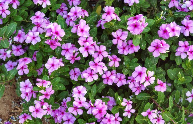 Periwinkle leaves for wellness and immunity