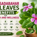 10 Sadabahar Leaves Benefits For Health And Wellness