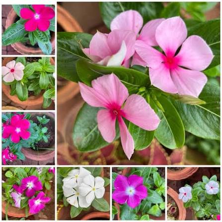 Sadabahar plant benefits for health